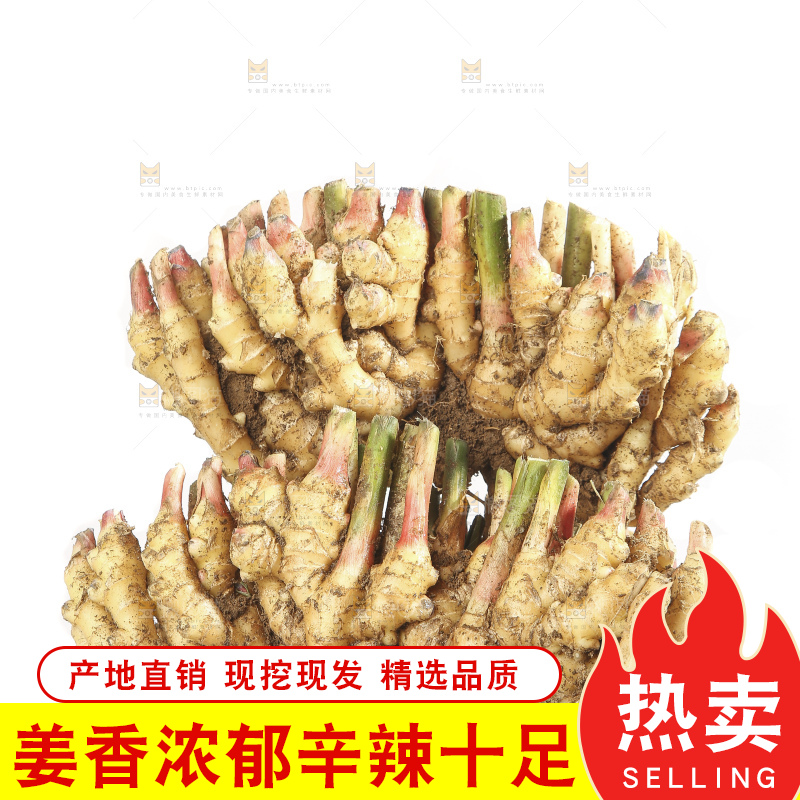 白底上的小黄姜