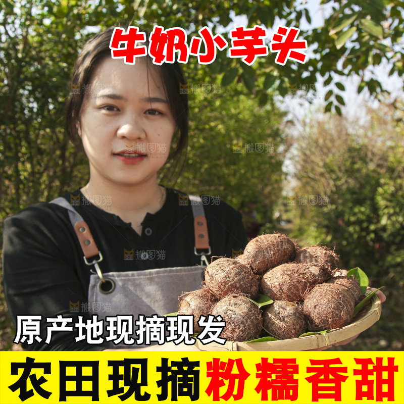 手里拿着新鲜小芋头