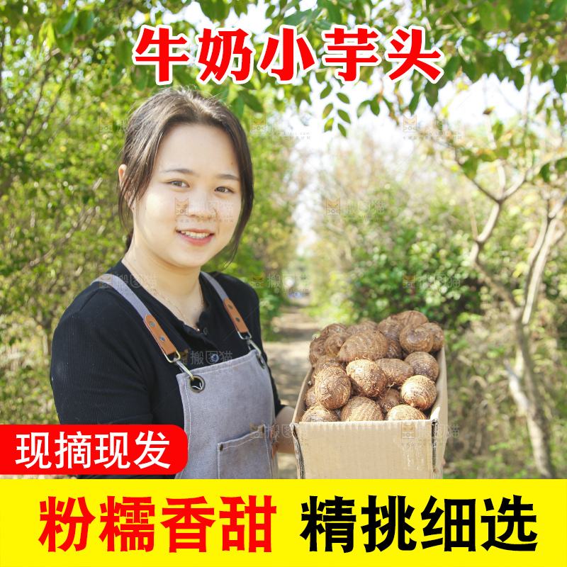 手里拿着新鲜小芋头