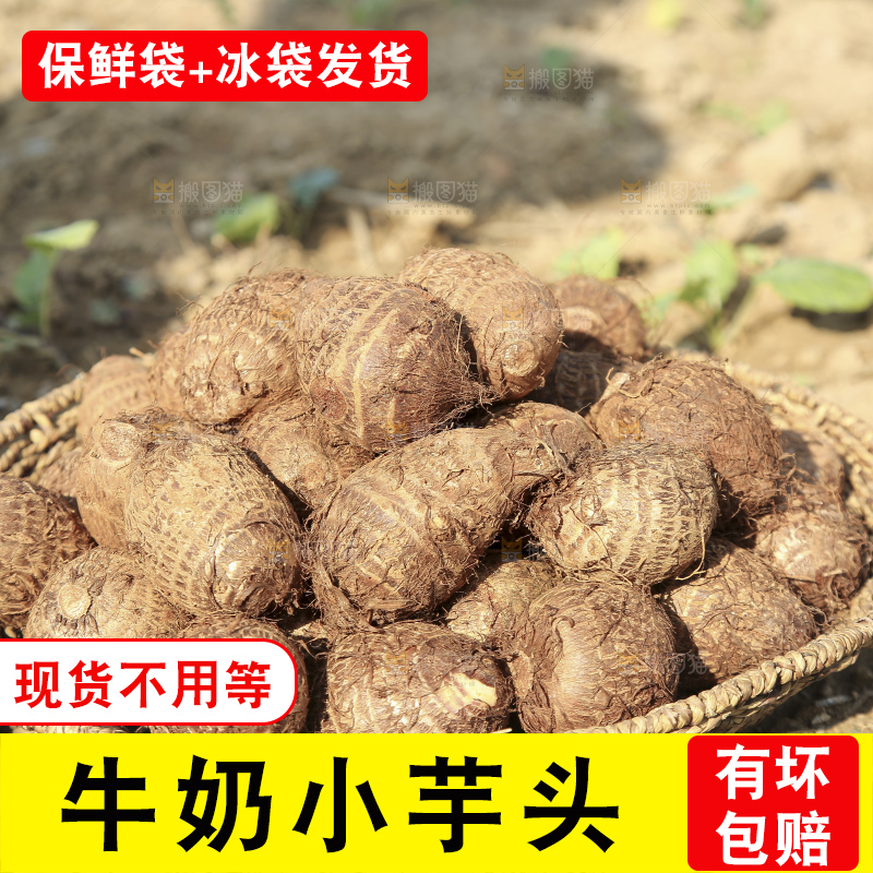地里的新鲜小芋头