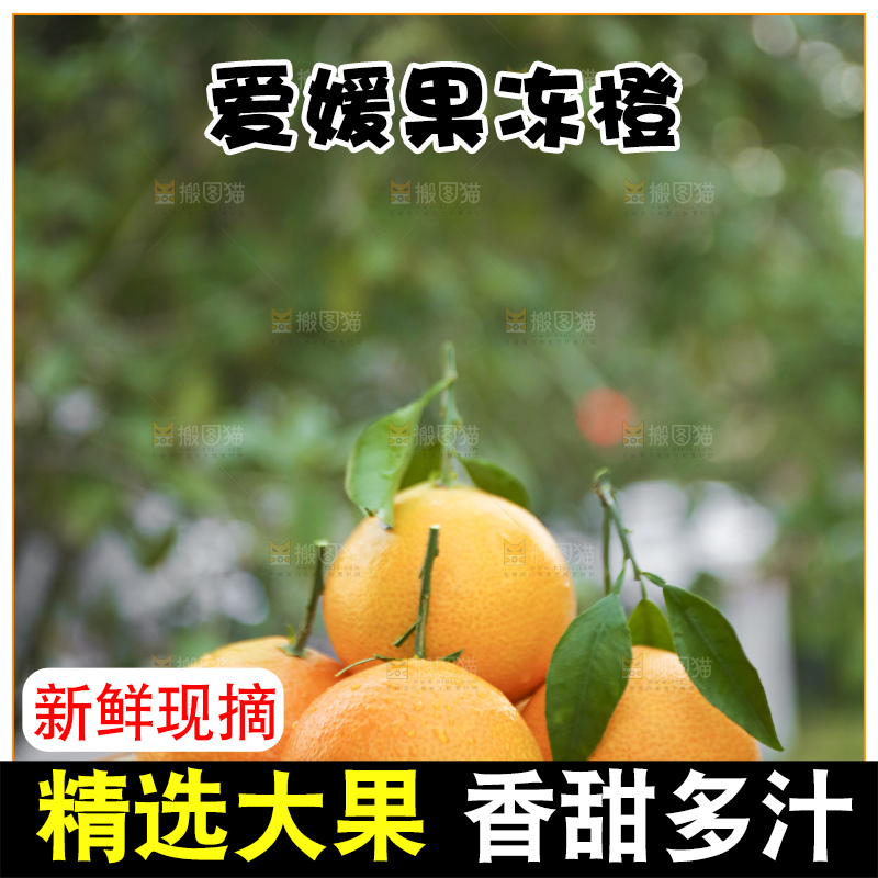 手里拿着爱媛果冻橙