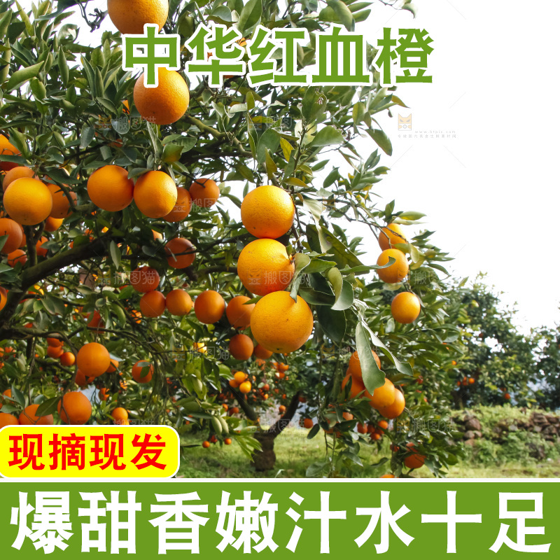 树上的中华红血橙