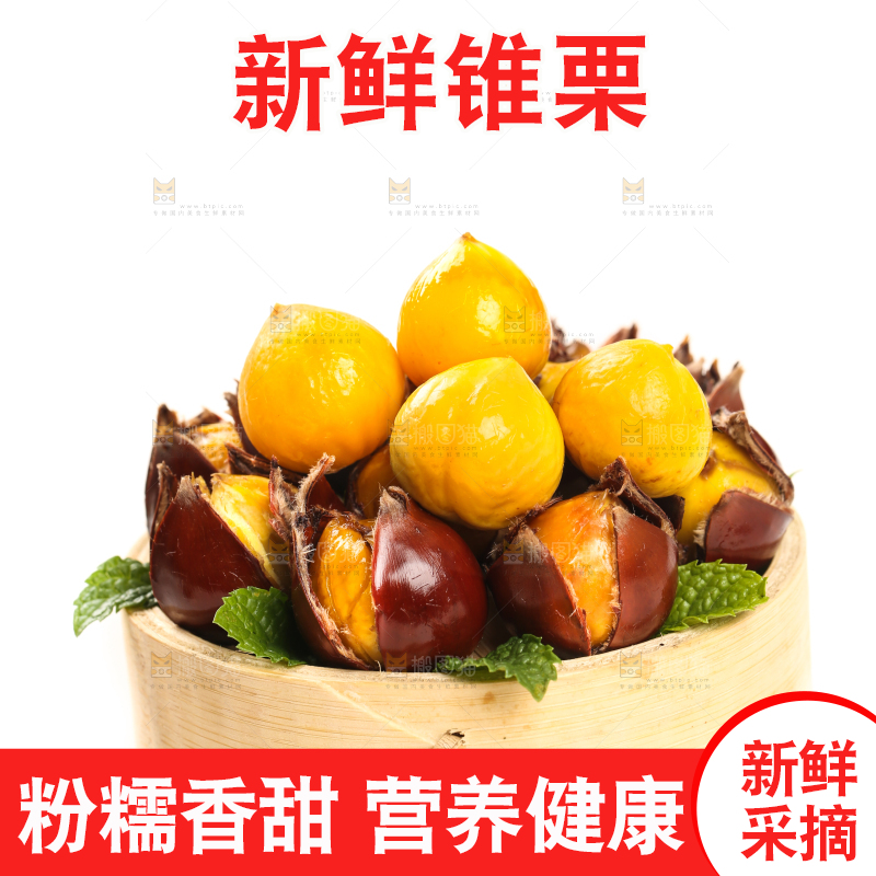 白底上的锥栗