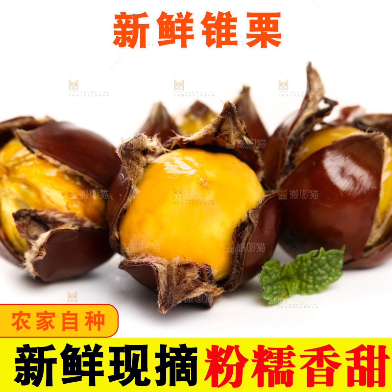 白底上的锥栗