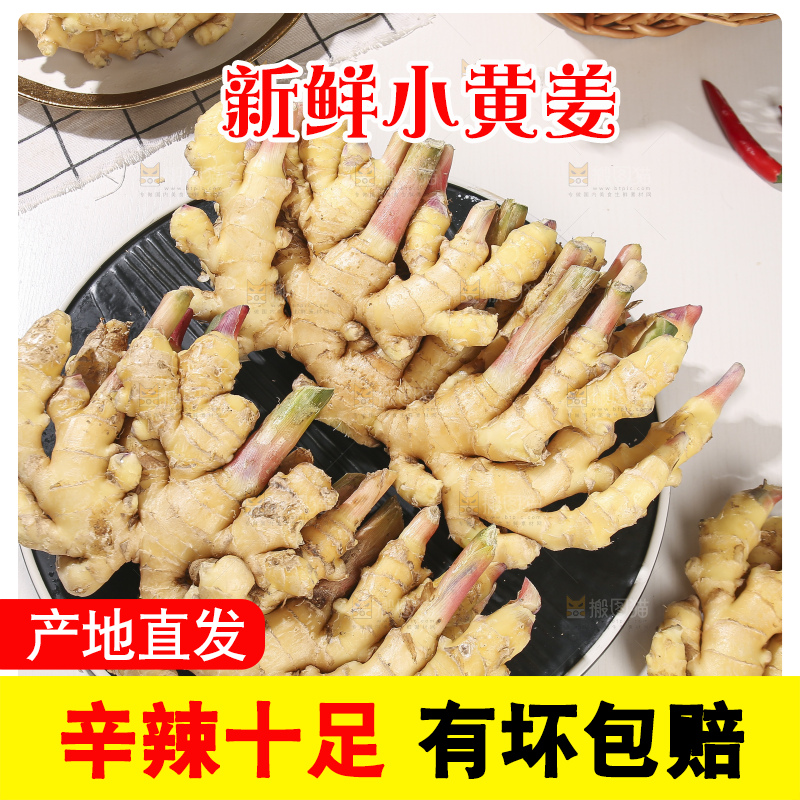 浅底上的小黄姜