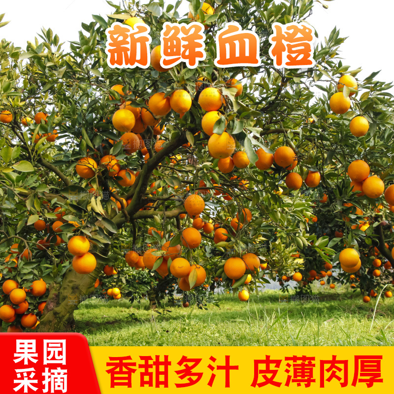 树上的中华红血橙
