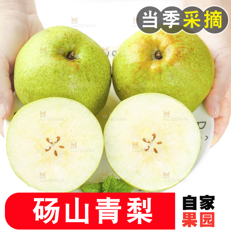 白底上的砀山梨