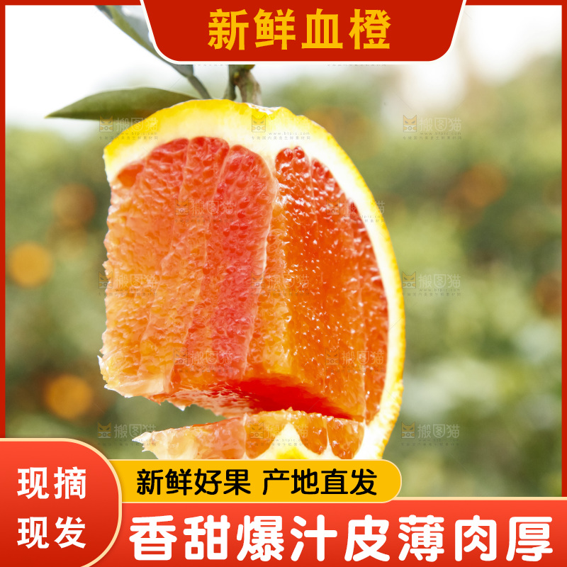 树上的中华红血橙