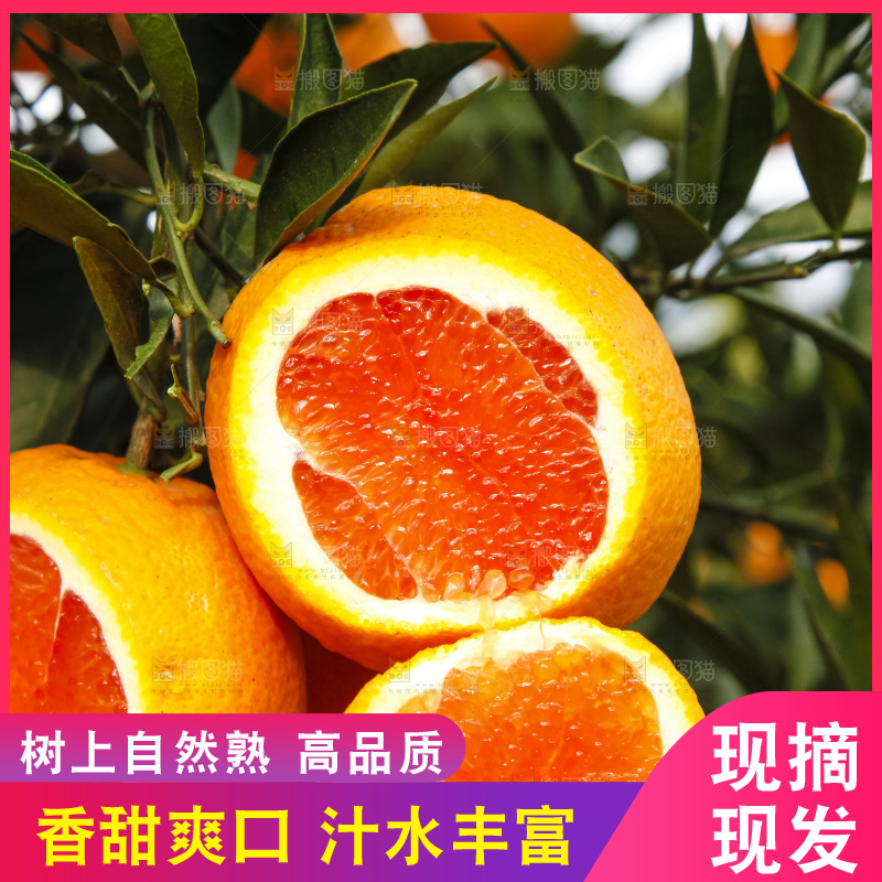 树上的中华红血橙