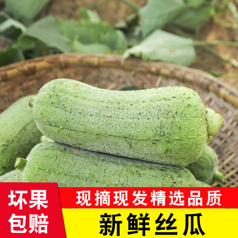手里拿着新鲜丝瓜