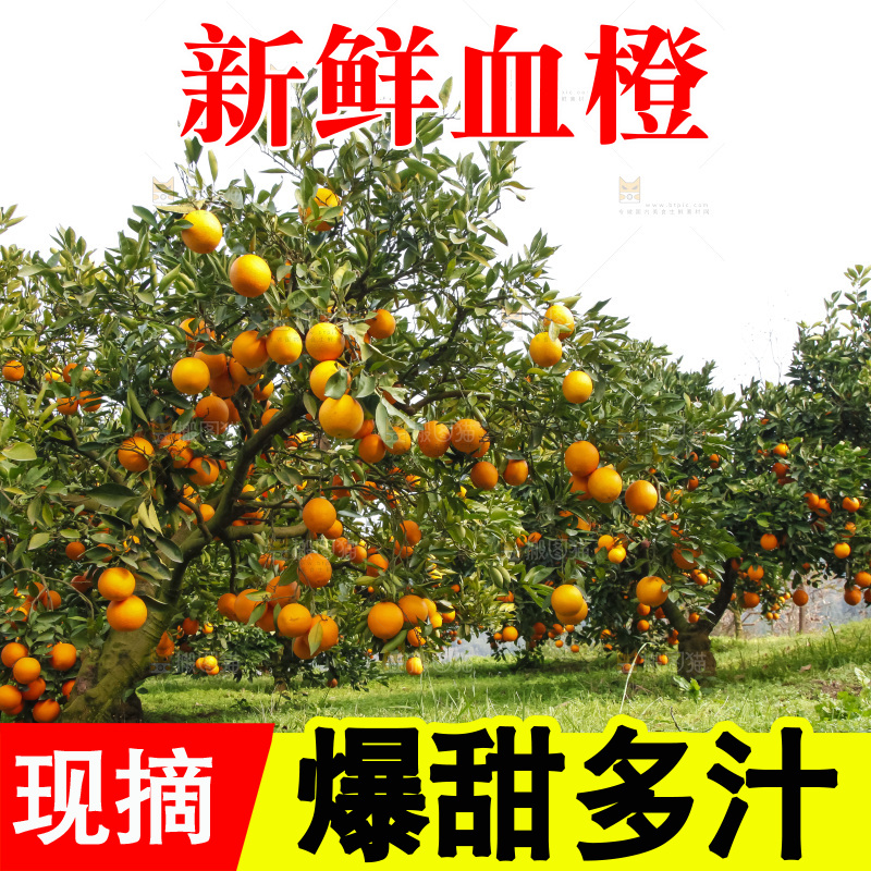 树上的中华红血橙