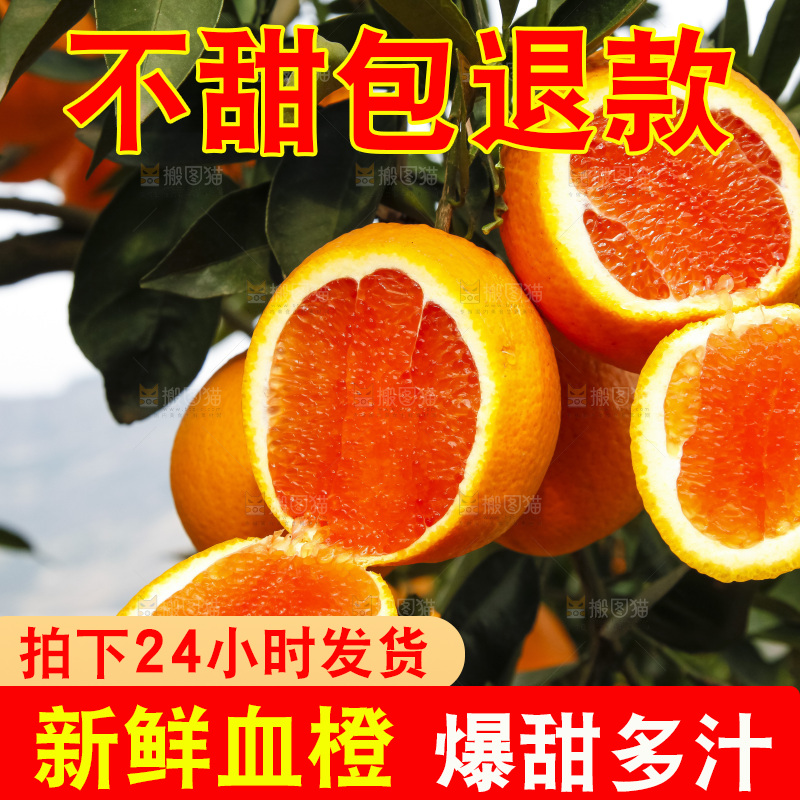 树上的中华红血橙