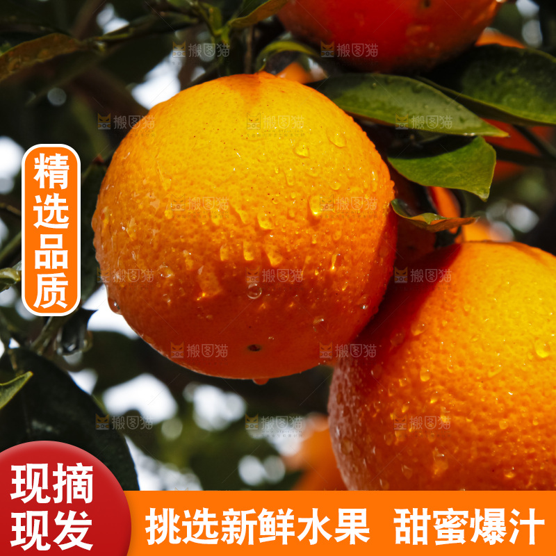 树上的中华红血橙