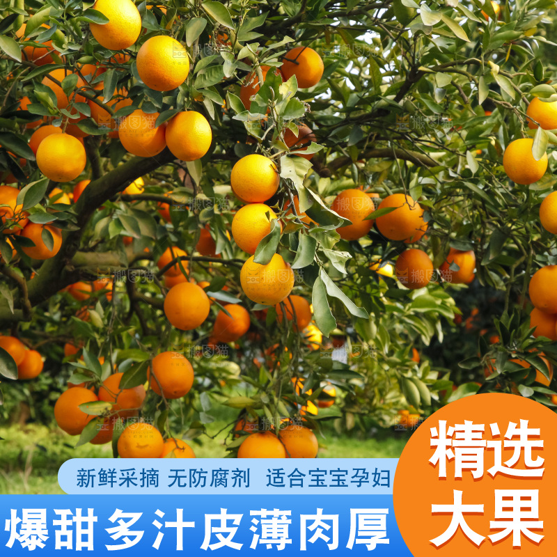 树上的中华红血橙