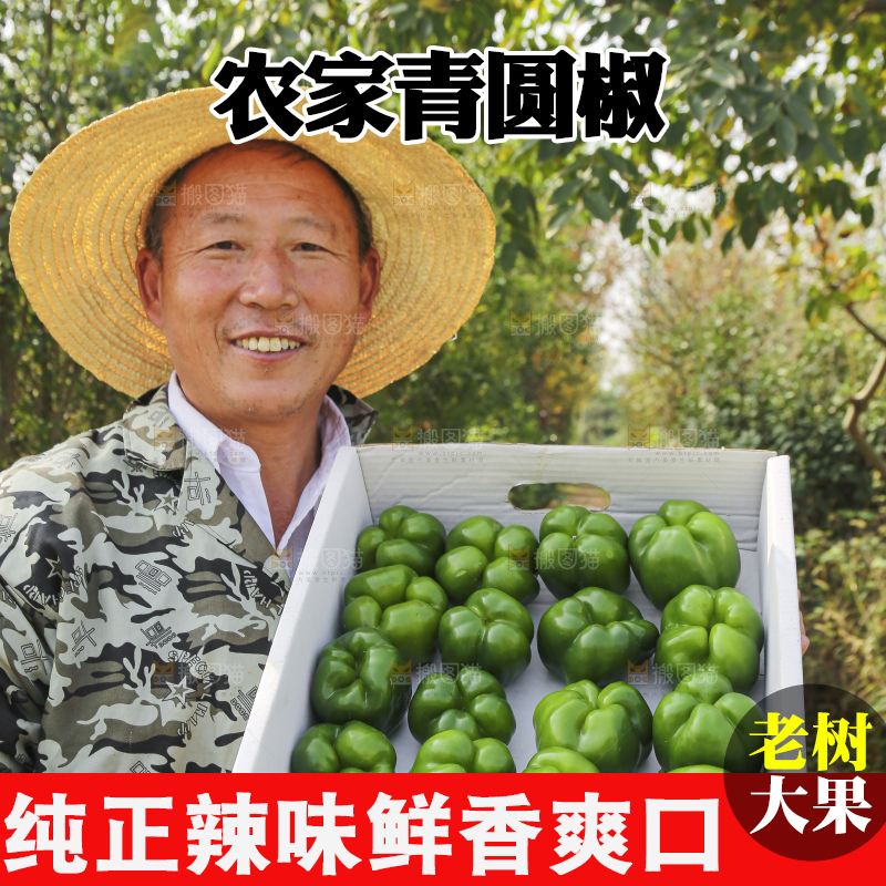 手里拿着新鲜青圆椒