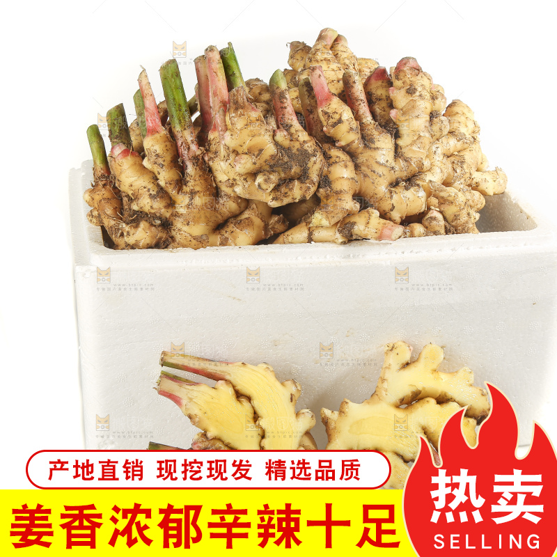 白底上的小黄姜