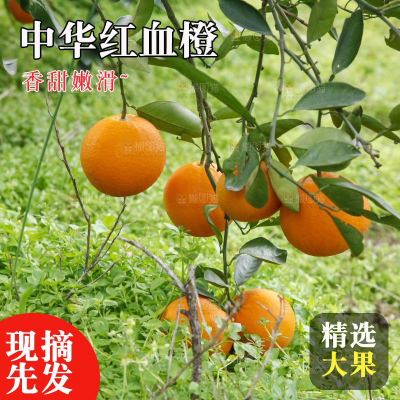 树上的中华红血橙