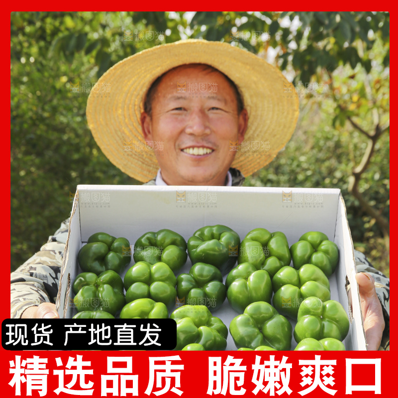 手里拿着新鲜青圆椒