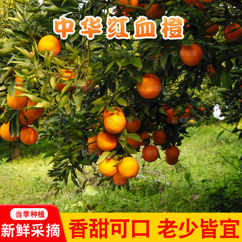 树上的中华红血橙
