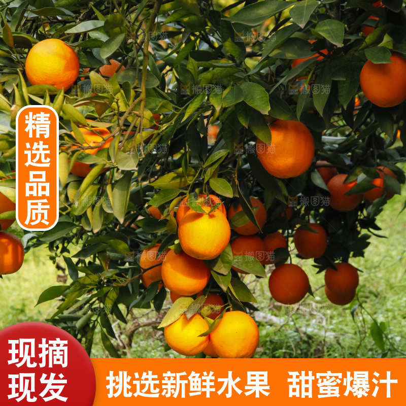 树上的中华红血橙