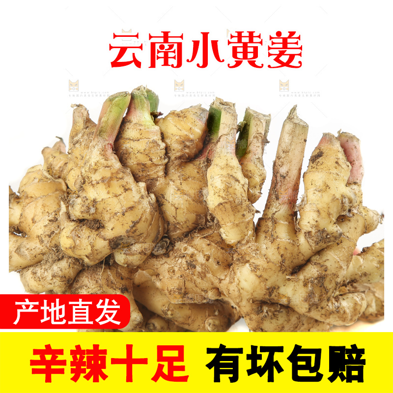白底上的小黄姜