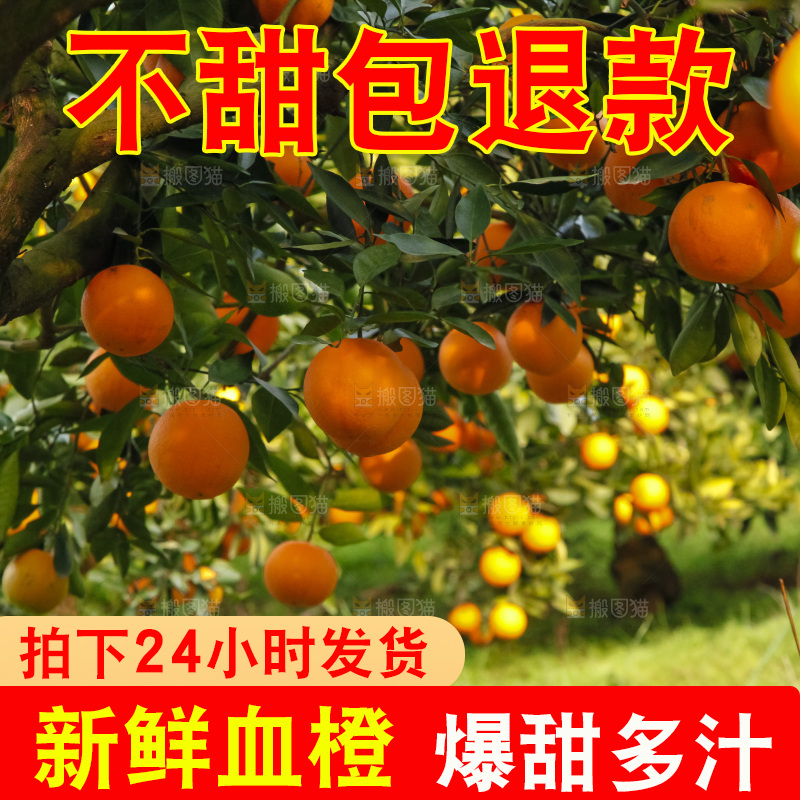 树上的中华红血橙
