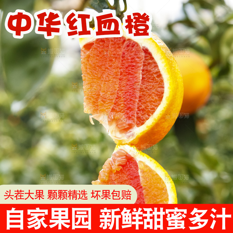 树上的中华红血橙