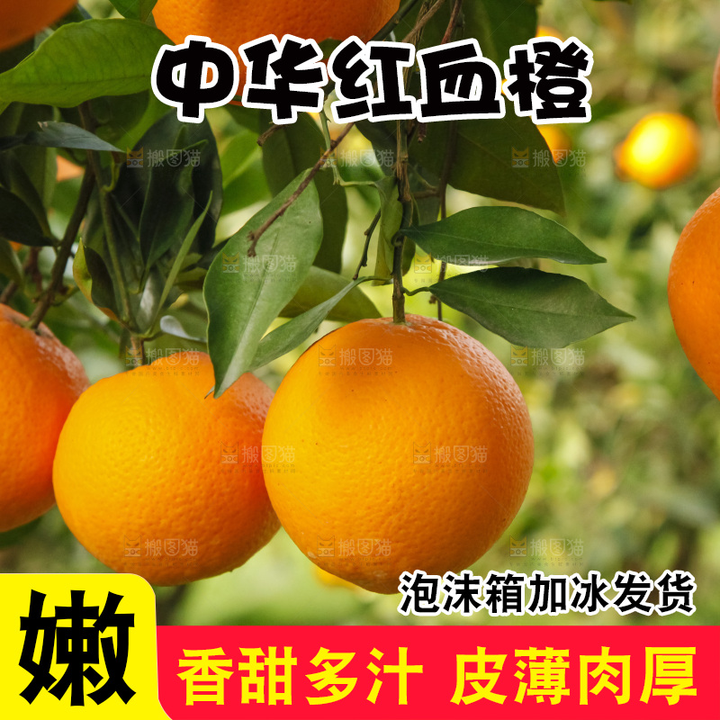 树上的中华红血橙