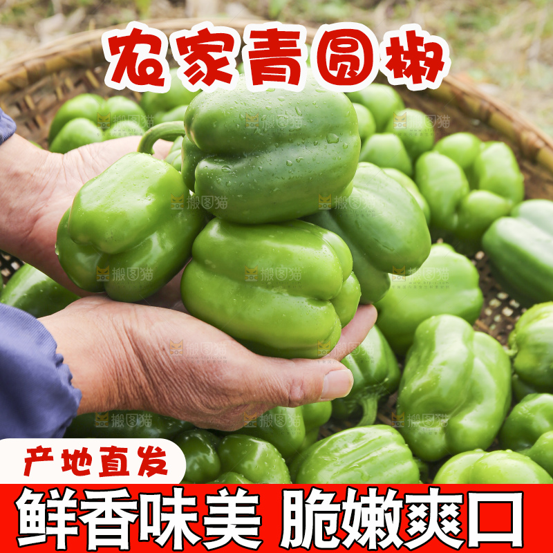 手里拿着新鲜青圆椒