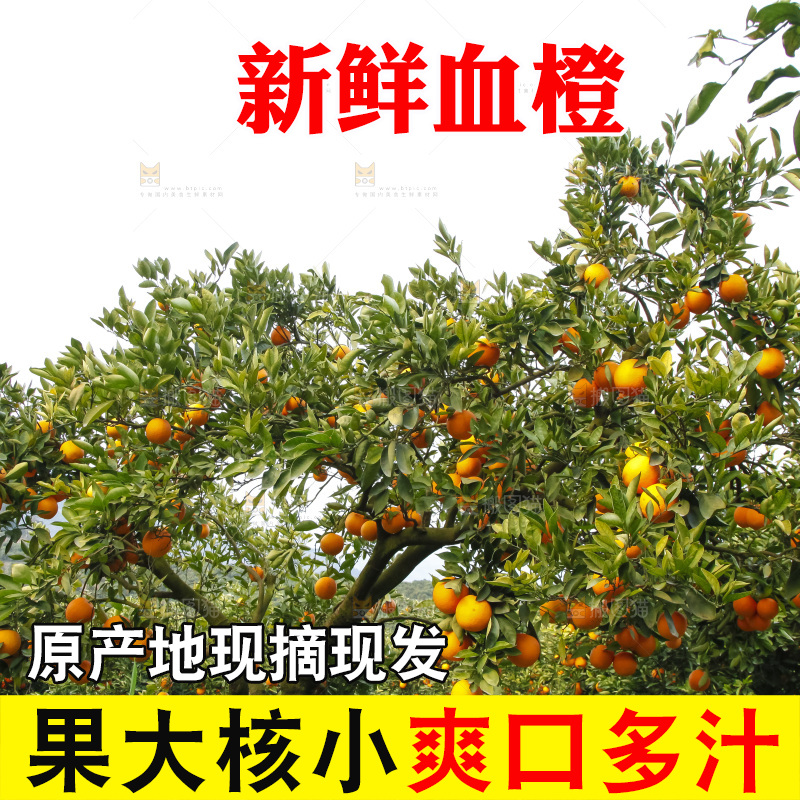 树上的中华红血橙