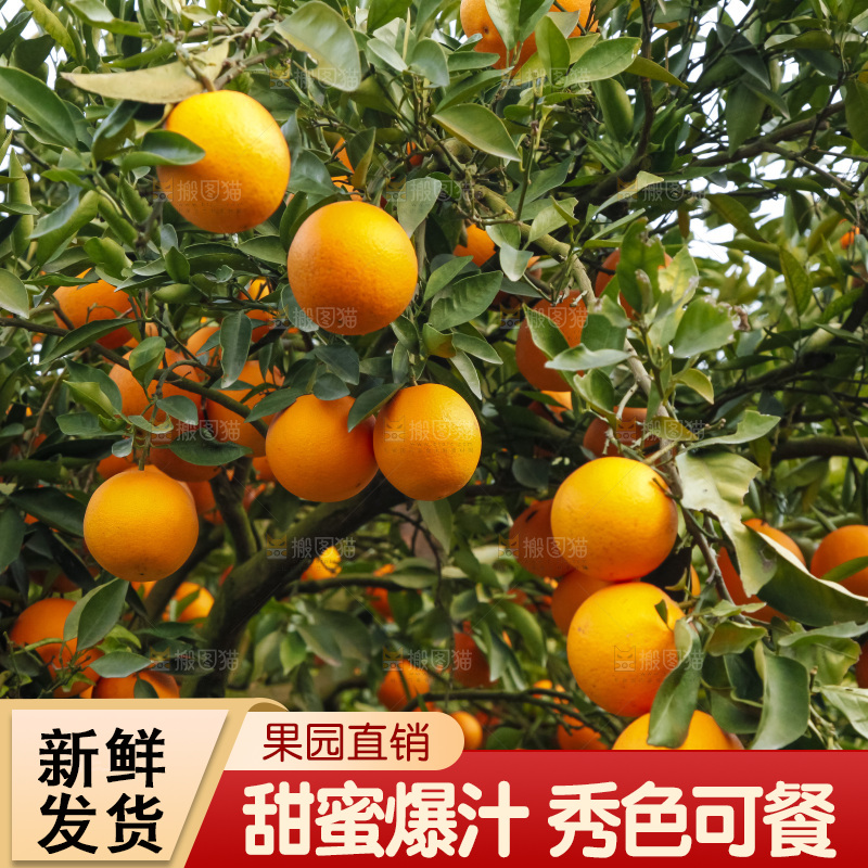 树上的中华红血橙