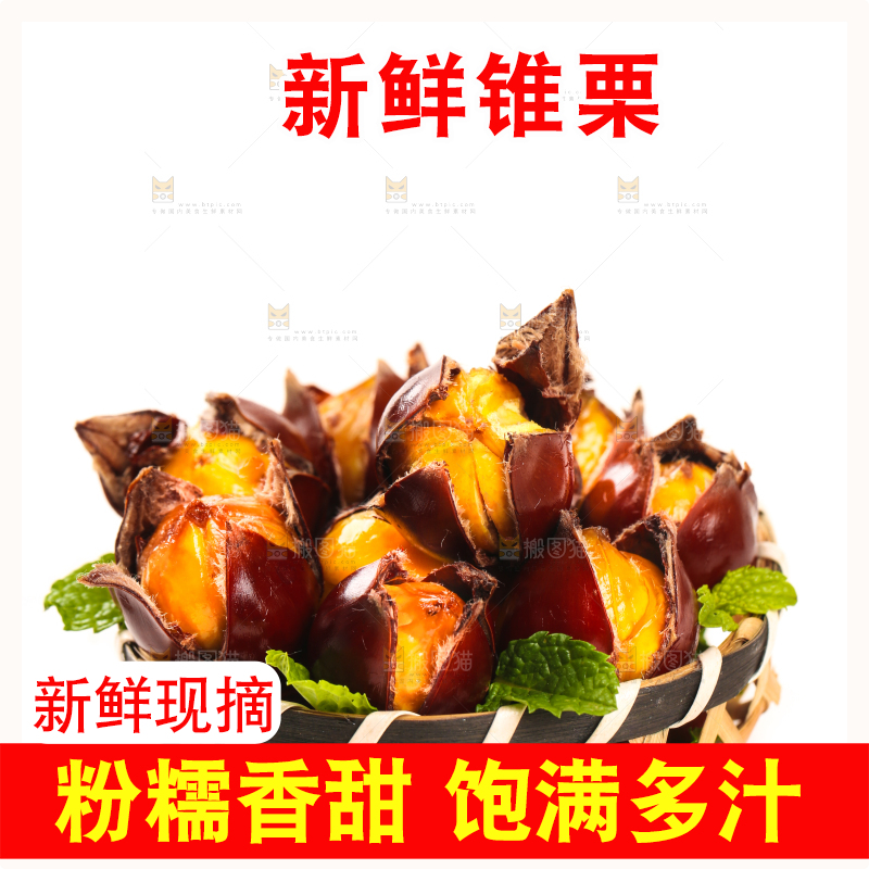 白底上的锥栗