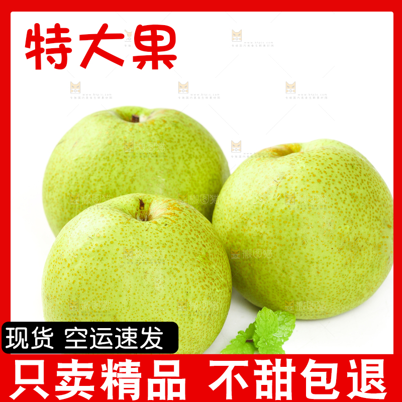 白底上的砀山梨