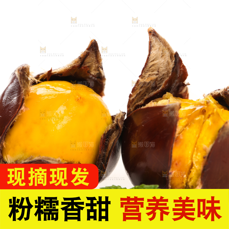 白底上的锥栗