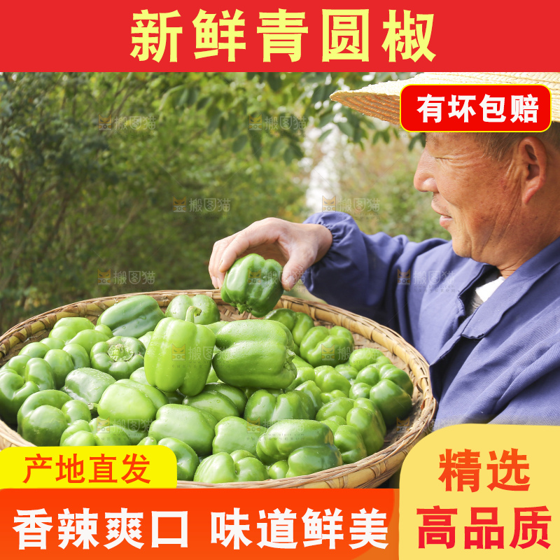 手里拿着新鲜青圆椒