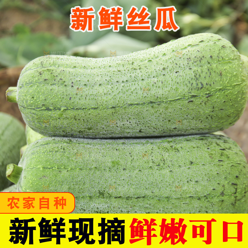 手里拿着新鲜丝瓜