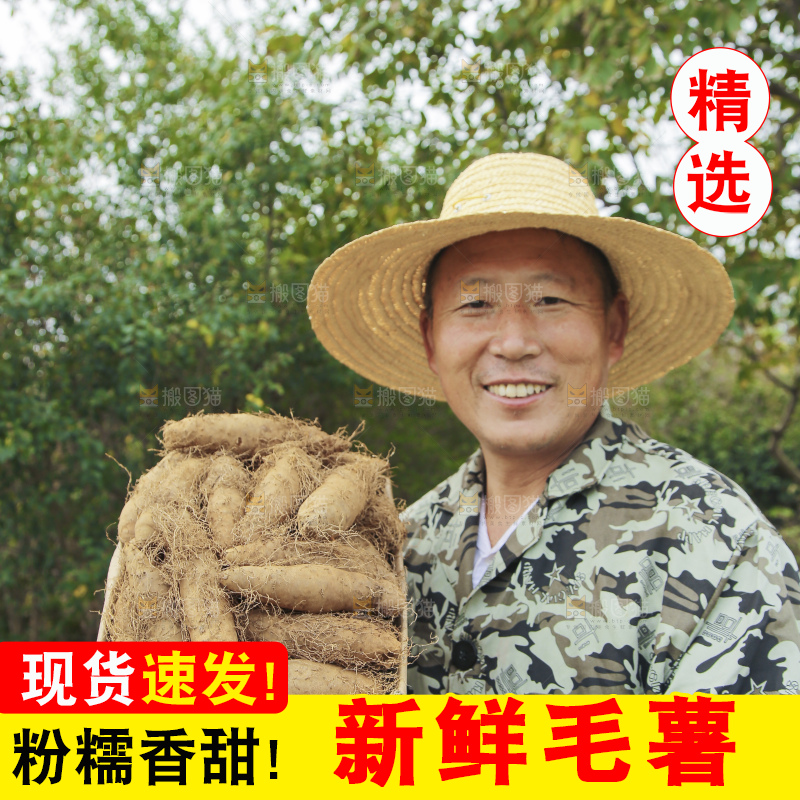手里拿着新鲜毛薯