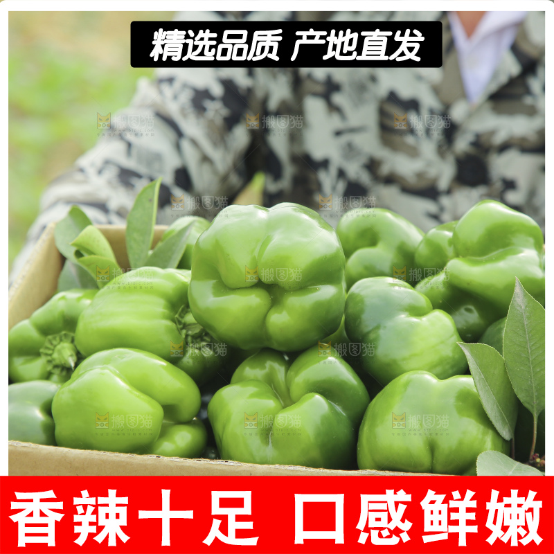 手里拿着新鲜青圆椒