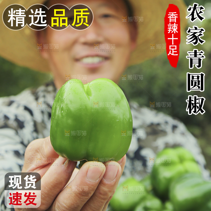 手里拿着新鲜青圆椒