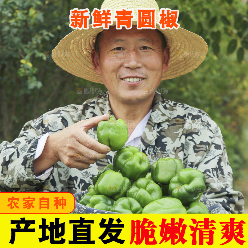 手里拿着新鲜青圆椒