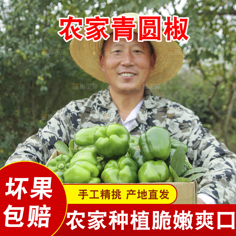 手里拿着新鲜青圆椒