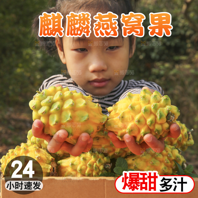 手里拿着燕窝果