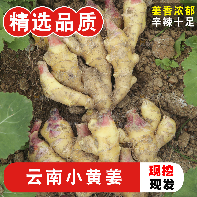 地里的小黄姜