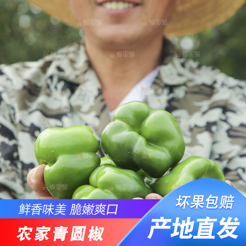 手里拿着新鲜青圆椒