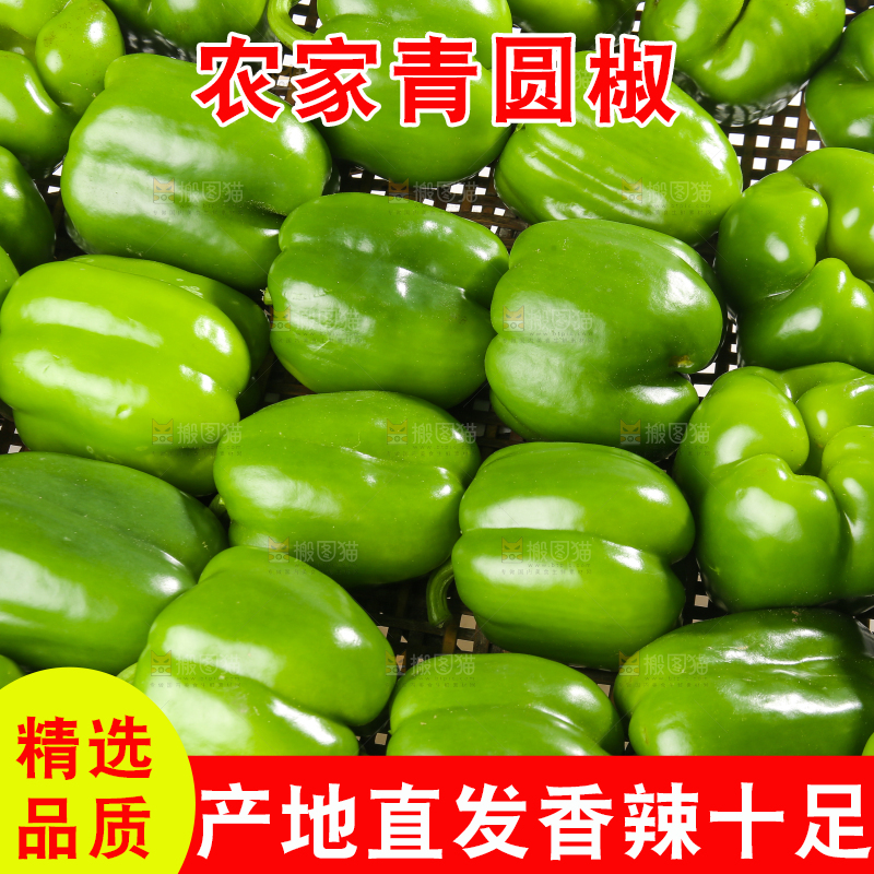 白底上的青圆椒