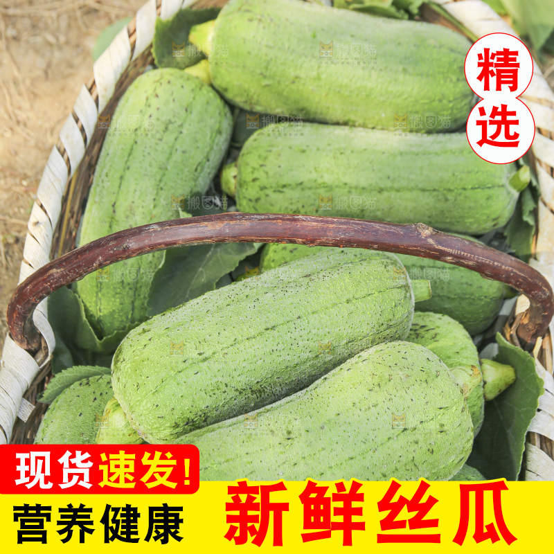 手里拿着新鲜丝瓜