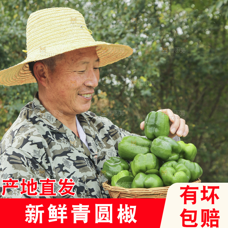 手里拿着新鲜青圆椒