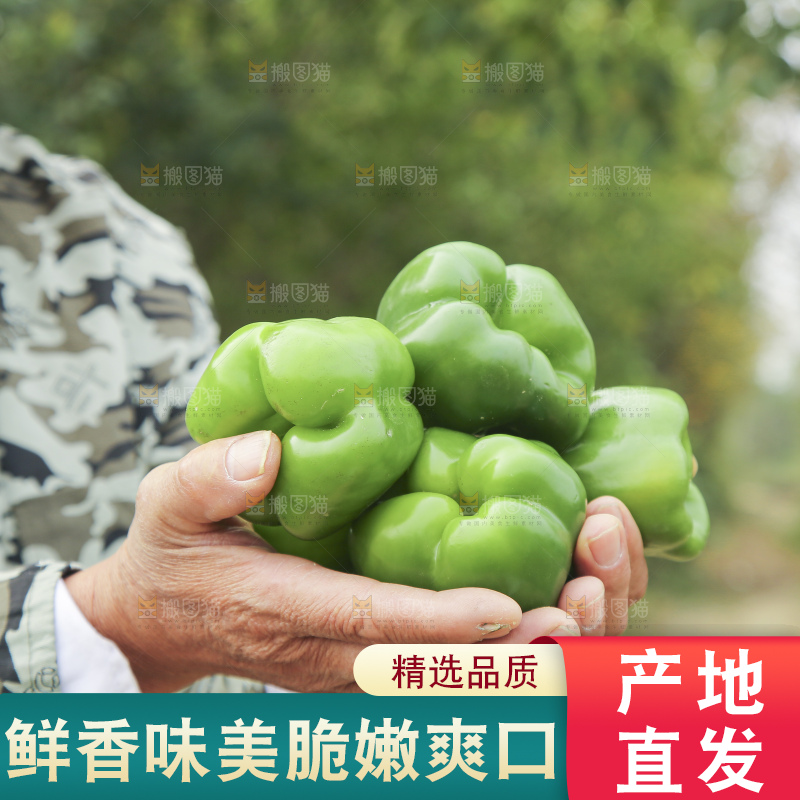 手里拿着新鲜青圆椒
