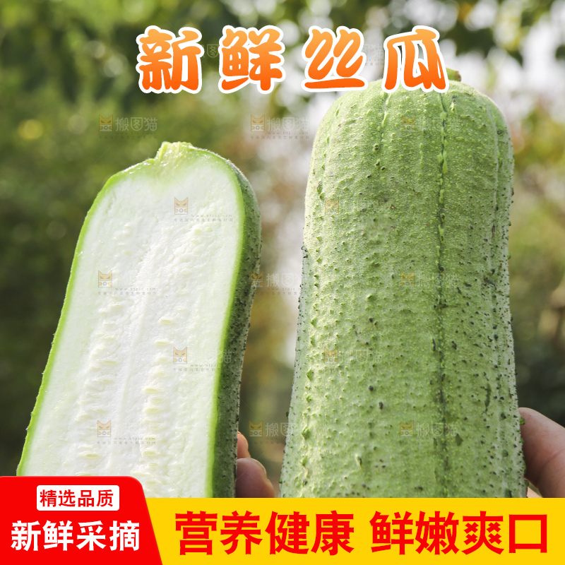 手里拿着新鲜丝瓜