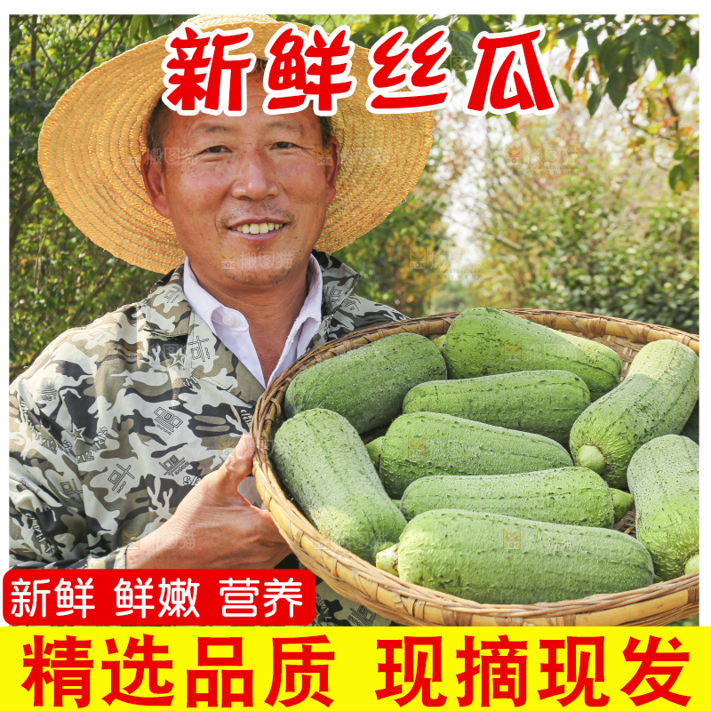 手里拿着新鲜丝瓜